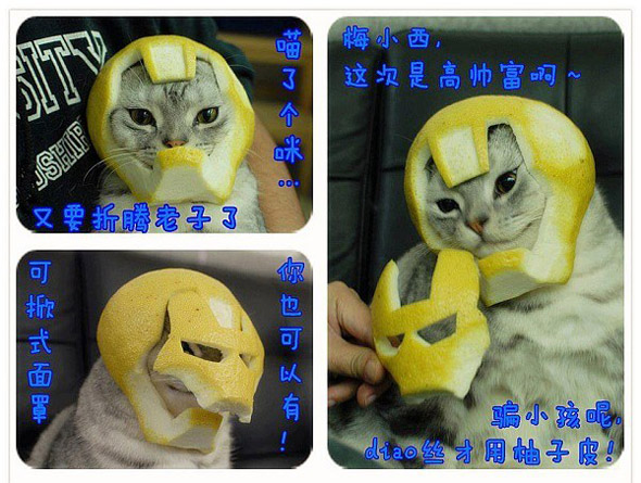 iron-man-cat1