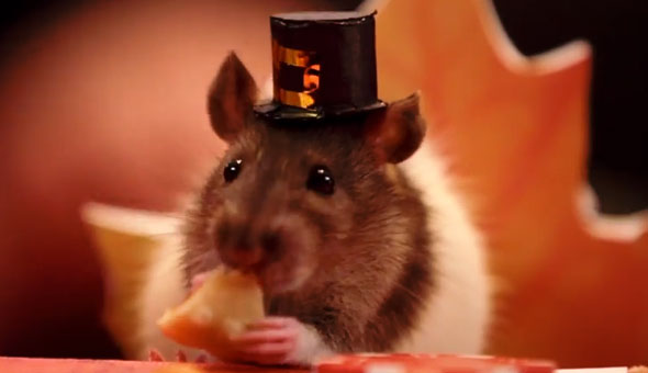 tiny-hamster-thanksgiving