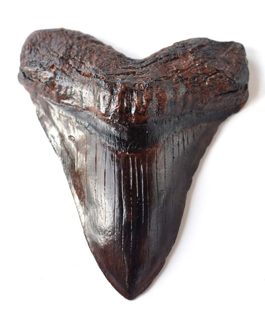 Chocolate-Megalodon-tooth