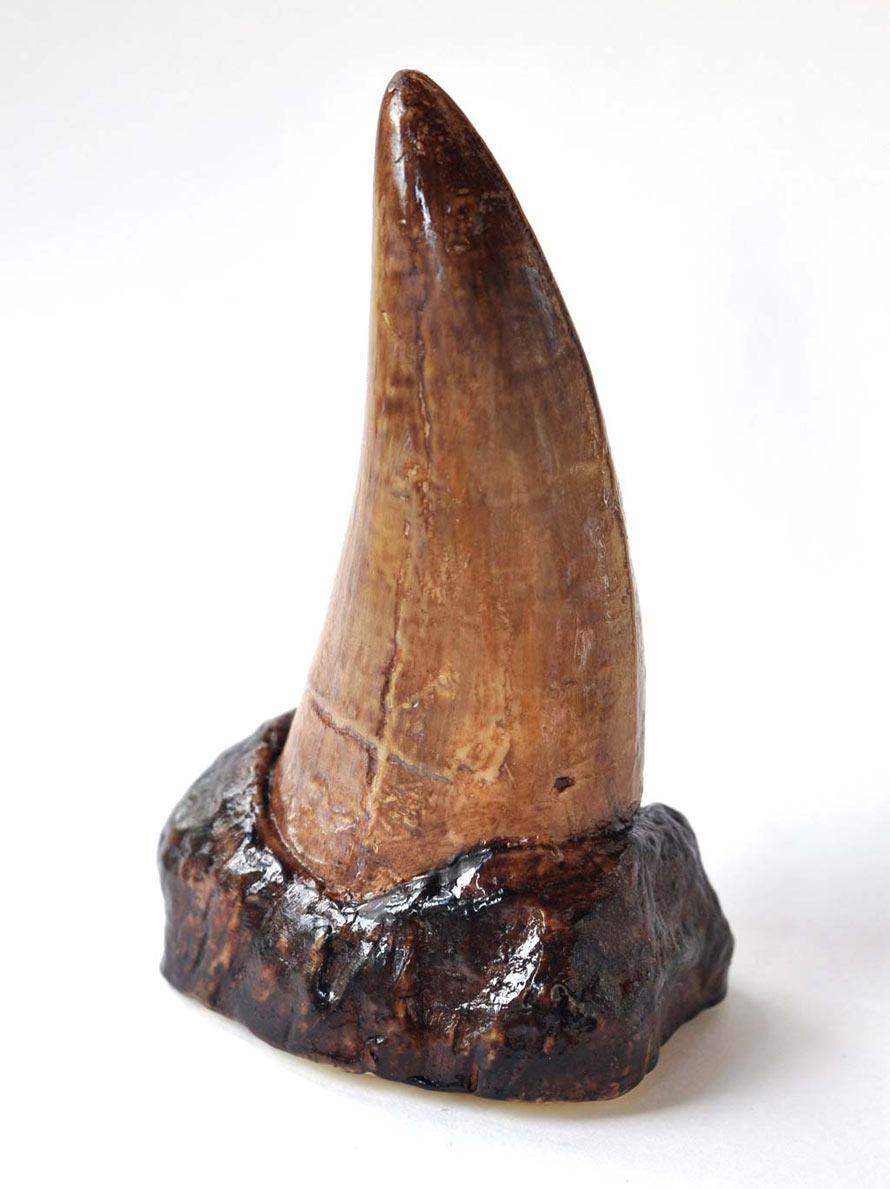 Chocolate-T-Rex-tooth